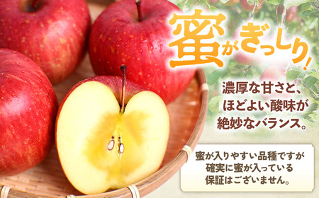 大容量 青森県産りんご 12月下旬～ サンふじ 10kg りんご