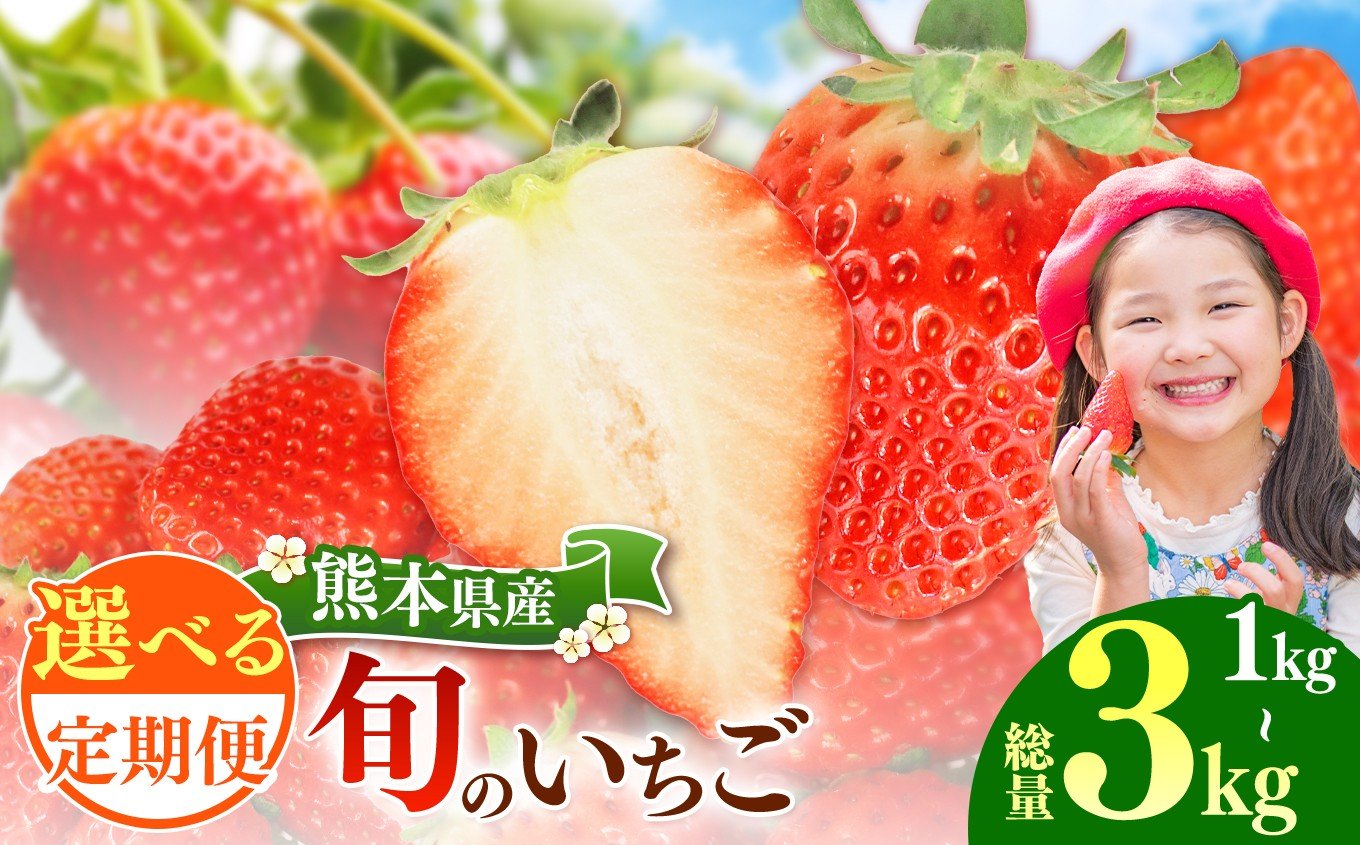 
            選べる 内容量 ・ 回数 【定期便2回 or 3回】 旬のいちご 約500g or 1000g ｜ 果物 くだもの フルーツ いちご 苺 イチゴ 定期便 熊本県 玉名市
          