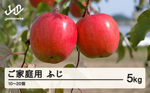 《先行予約》2025年 山形県産 ご家庭用 ふじ りんご 5kg（10～20個）  2025年11月下旬頃から順次発送 tj-risfk5
