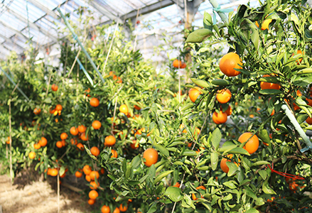 【数量限定・先行予約】もぎたて樹上完熟！『訳あり せとか』５kg　[0014-0029]