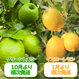 【レモン】【2027年1月頃から順次発送】イエローレモン 約2.5kg ｜愛媛県松山市【MSD002_y】
