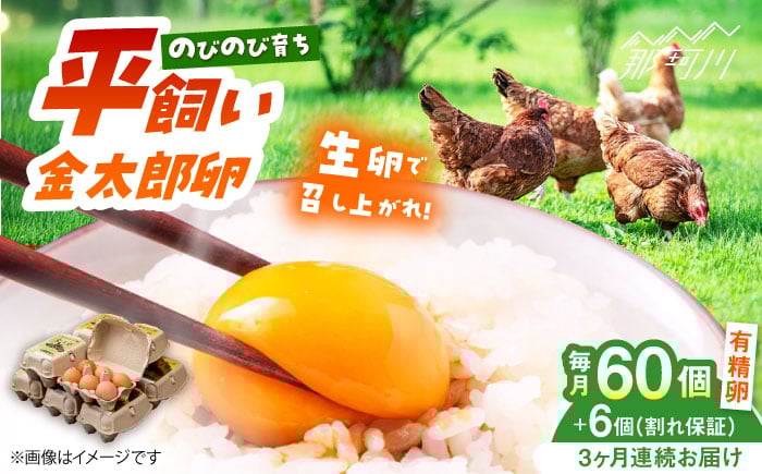 
            【全3回定期便】【TVで紹介！】鮮度ＡＡ級の世界最高ランク！ 金太郎卵 平飼い 卵 60個（6個入り✕10パック）＜有限会社 フジノ香花園＞那珂川市 卵 金太郎卵 平飼い卵 平飼い 卵 たまご[GAM011]
          