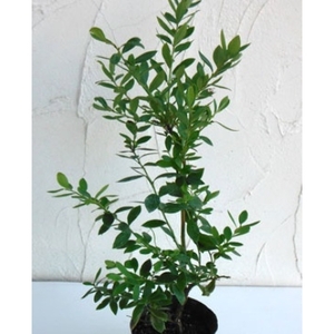 【先行予約】 ブルーベリー 苗 苗木 大実 ラビットアイ系 果樹苗 家庭菜園 植物 果物 くだもの 2025年10月より発送 オンライン決済限定 静岡県 藤枝市