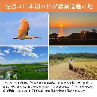 ふるさと納税 佐渡市 数量限定【令和7年産】新潟県佐渡産の純粋コシヒカリ　精米【無洗米】5kg　(1回のみ) |  | 01