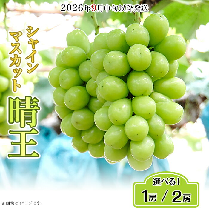 2023年発送 岡山県産シャインマスカット晴王 1.3kg以上(2房) 糖度18度以上