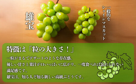 【予約】「シャインマスカット」と希少品種「雄宝」 ぶどう食べ比べ 後藤ぶどう園 希少 ぶどう旬 新鮮 期間限定 皮ごと ブドウお取り寄せ　熊本県　阿蘇市