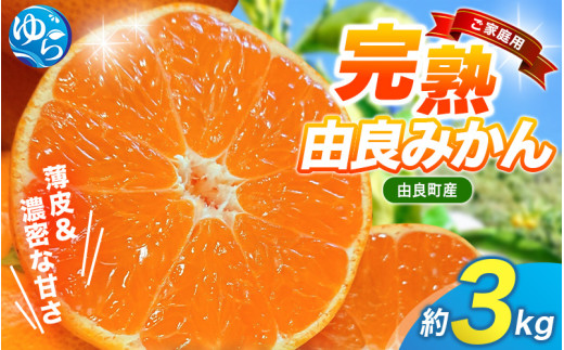 【先行予約】薄皮で濃い甘さ！完熟由良みかん【ご家庭用】3kg（混サイズ）和歌山県由良産※2025年11月下旬頃から順次発送予定(お届け日指定不可) / 柑橘 ミカン 蜜柑 甘い 由良町 フルーツ 果物 くだもの 食品 人気 おすすめ 産地直送 由良町【ktym001】