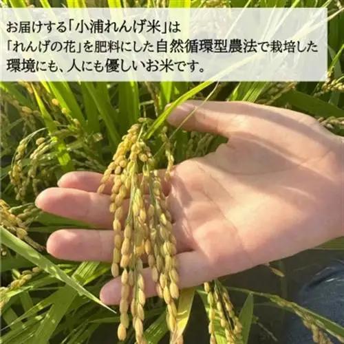 令和8年産(2026年産)　新米!小浦れんげ米(にじのきらめき)【玄米】 5kg【1684643】