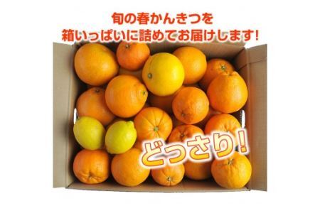 訳アリ 旬のかんきつ詰め合わせ 10kg(B145-4)