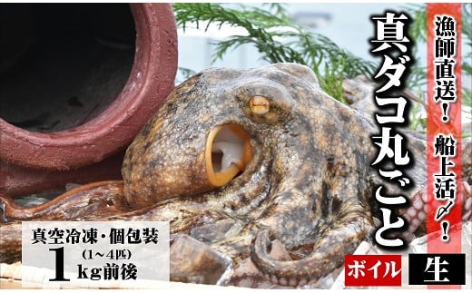 
            真ダコ 丸ごと 約 1kg （1～4匹） 【生／ボイル】選べる仕様 下処理済 船上活締め！ たこ
          