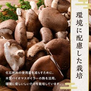 【2026年1月発送】 生しいたけ【形が悪いなどの訳あり品】1.6kg（200g×8袋） F4G-0317