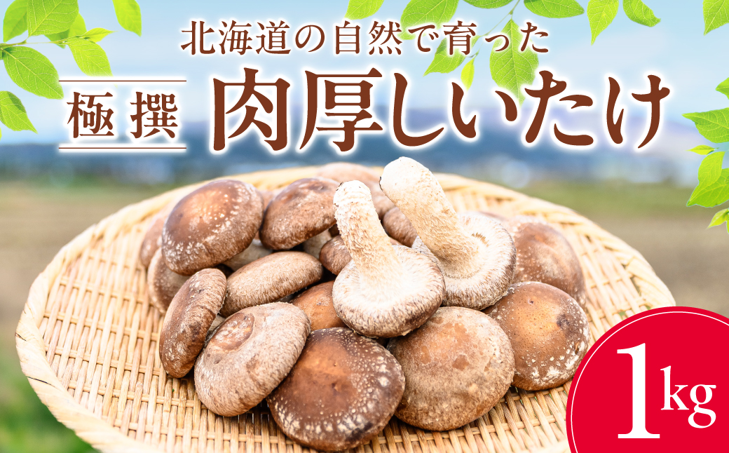 北海道の自然で育った 極撰 肉厚しいたけ 1kg HOKBA001