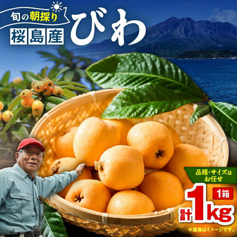 【ふるさと納税】 旬の朝採り 鹿児島 桜島産 びわ 1箱 秀品 枇杷 ビワ 果物 フルーツ 果実 鮮度重視 露地栽培 美味しい 甘い デザート 季節品 限定 数量限定 期間限定 なつたより 長崎早生 吉原果樹園 ふるさと納税 鹿児島 おすすめ ランキング プレゼント ギフト