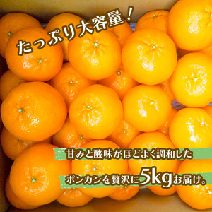 早期予約1月より発送ポンカン贈答用5kgポンカンポンカンポンカン