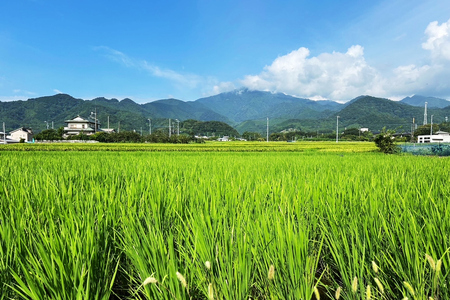 令和6年産 伊勢原の米「はるみ」9kg (450g×20袋) 精米済｜米 お米 伊勢原 はるみ 令和6年産 精米 いせはらVILLAGE [0287]
