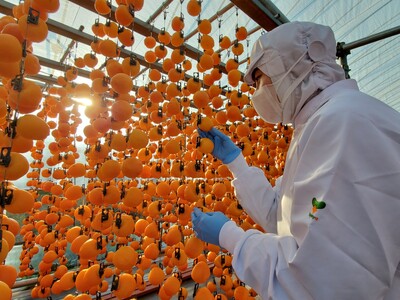 もっちり食感と上品な甘さが魅力 新物 市田柿 12個 セット 戸田屋 | 柿 干し柿 果物 フルーツ ドライフルーツ 和菓子 ギフト 贈り物 プレゼント 人気 送料無料 ふるさと納税 長野県 飯田市