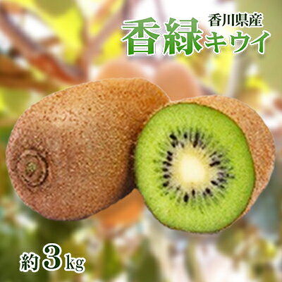 【ふるさと納税】キウイ 香緑 こうりょく 香川県産 約3kg 濃い緑色の果肉 高糖度 香川県オリジナル品種 追熟 食べごろ スムージー デザート 朝食 ギフト 贈り物 グリーンキウイ キウイフルーツ フルーツ 果物 くだもの 果実 五色青果 香川 香川県 東かがわ市 46312069