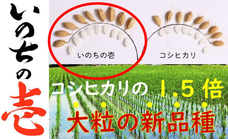 令和7年産 米 いのちの壱 5kg / 米 白米 5kg 米