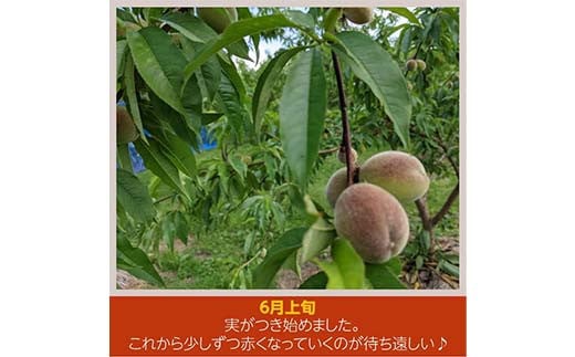 桃 品種おまかせ 2kg 6～9個 もも 贈答 プレゼント ＜佐藤果樹園＞ モモ 桃 デザート フルーツ 果物 F7X-0280
