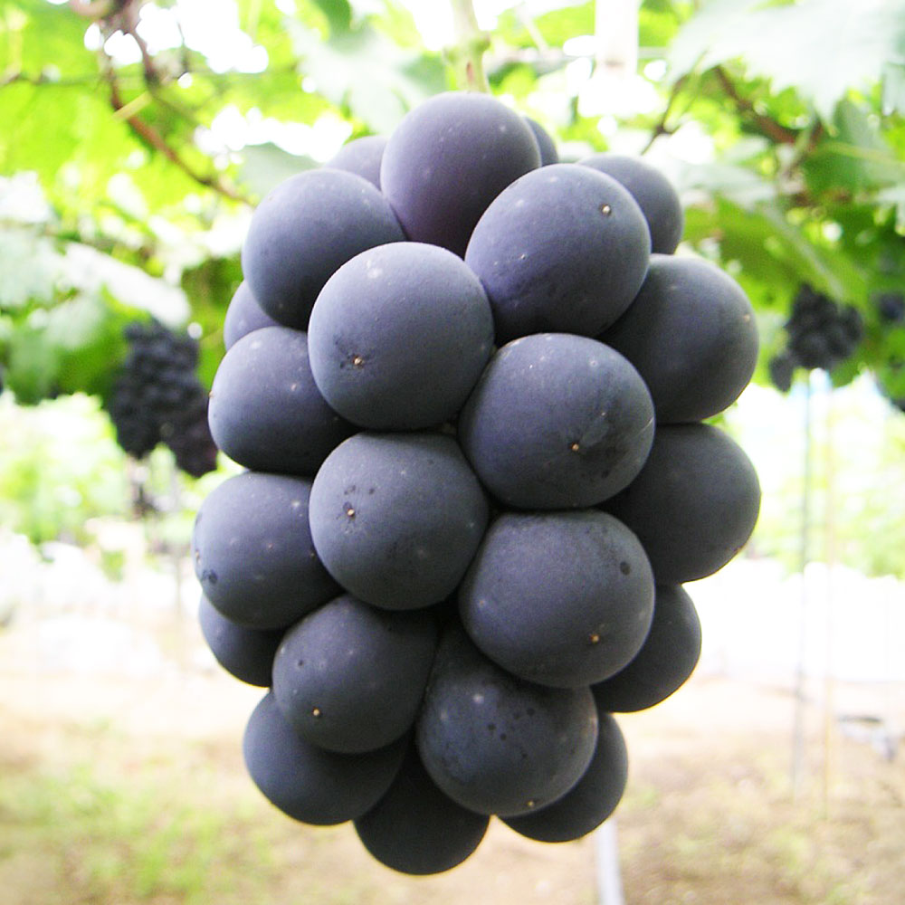 【ふるさと納税】ニュー ピオーネ 1房～3房入り 選べる 容量 （1房 480g～680g以上） 露地栽培 ぶどう ブドウ 葡萄 岡山県産 国産 フルーツ 果物 ギフト 岡山のぶどう 【2026年9月上旬～10月下旬迄順次発送予定】