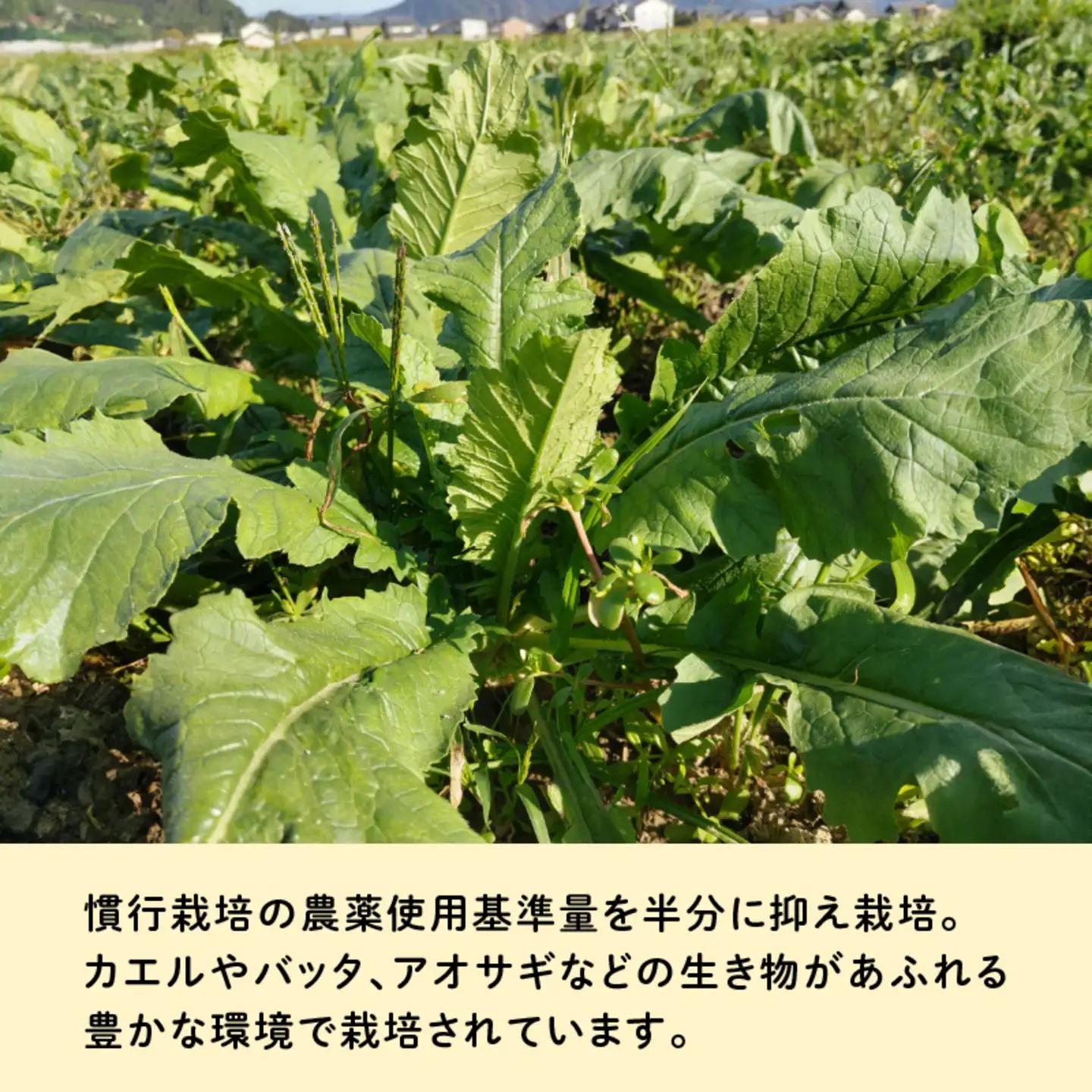 おろしそばに最適! 福井県産 辛味大根 2kg 野菜 特産物