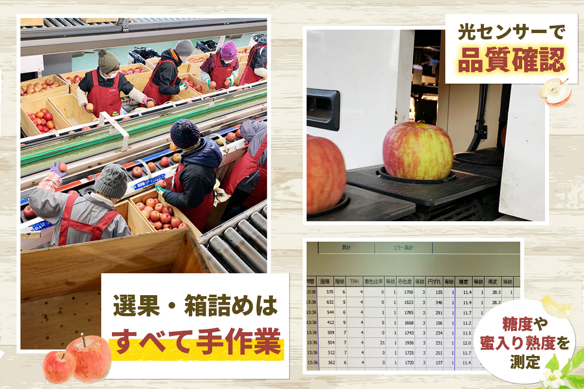 家庭用りんご サンふじ 3kg (9玉から12玉入り 3kg 1箱)  見た目にわけあり 味はそのまま｜令和7年産 2025年産 青森 津軽 つがる りんご リンゴ サンフジ 訳あり 訳アリ 果物 旬