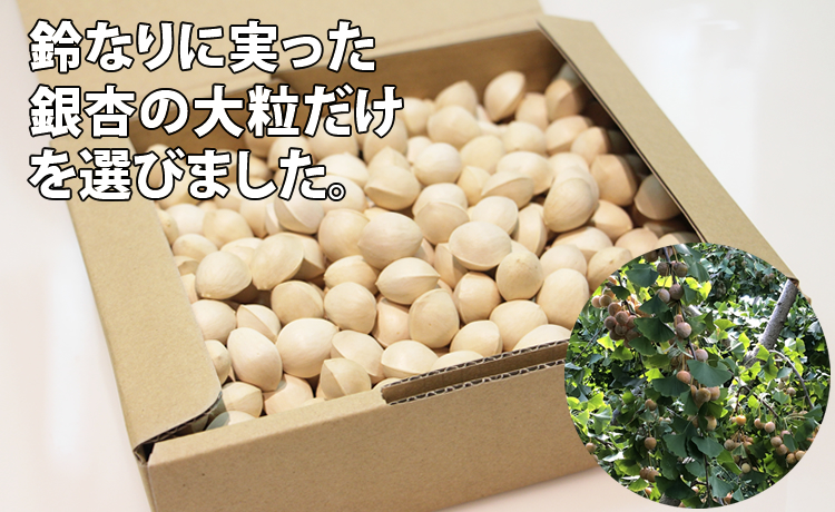 【先行予約】大粒銀杏（殻付き）600g ぎんなん 季節 旬の食材 秋の味覚 茶碗蒸し 大粒 おつまみ レンチン 佐賀県 小城市