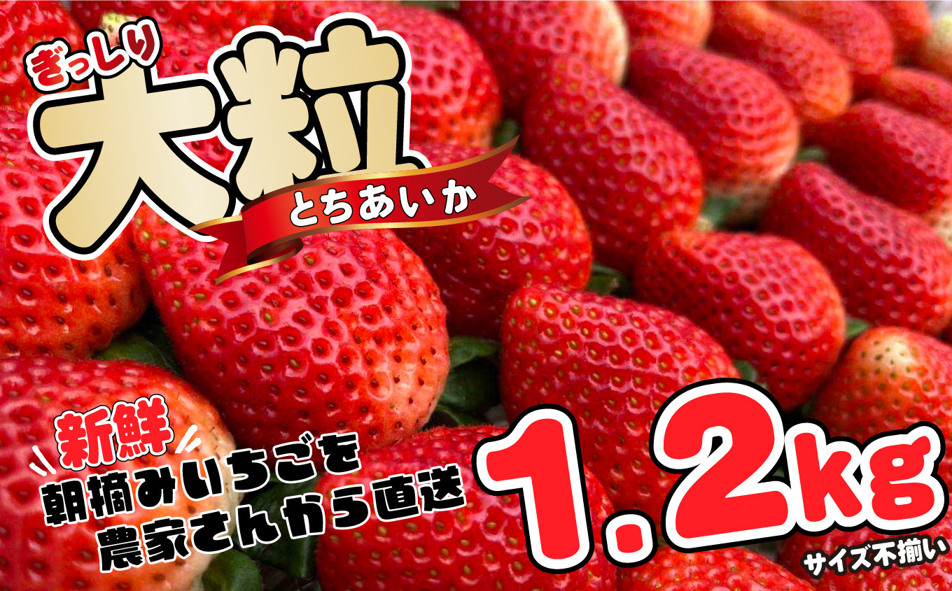 
ぎっしり とちあいか 1.2kg 大粒(サイズ不揃い)　
