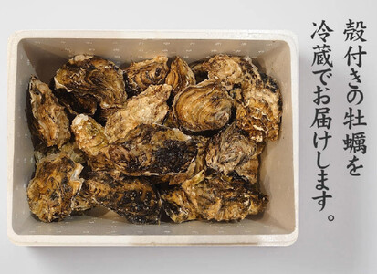 【訳あり・数量限定】 殻付き牡蠣 約3kg 【 天然 牡蠣 かき カキ 殻付き 生食 真牡蠣 冷蔵 国産 三陸産 広田湾 マルテン水産 】 RT2794