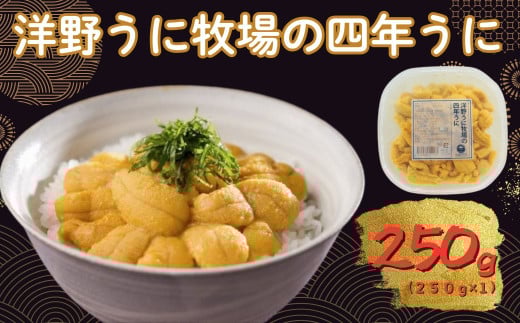 洋野うに牧場の四年うに 250ｇ×1パック ミョウバン不使用 無添加 北三陸 塩水うに 天然 生うに 雲丹 キタムラサキウニ