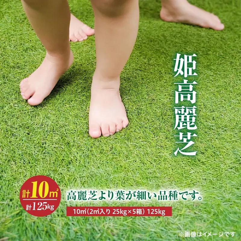 【10月から5月に発送】 姫高麗芝（10平方メートル） KN177-004-02 庭 芝生