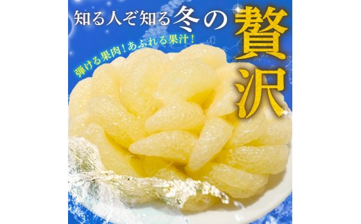 土佐文旦 贈答用 文旦 高級 3Lサイズ 7個 文旦 3Lサイズ 大玉 ぶんたん 柑橘 土佐文旦 柑橘類 フルーツ 旬 常温 果汁 ふるさと納税果物 ふるさと納税文旦 ふるさと納税フルーツ デザート 