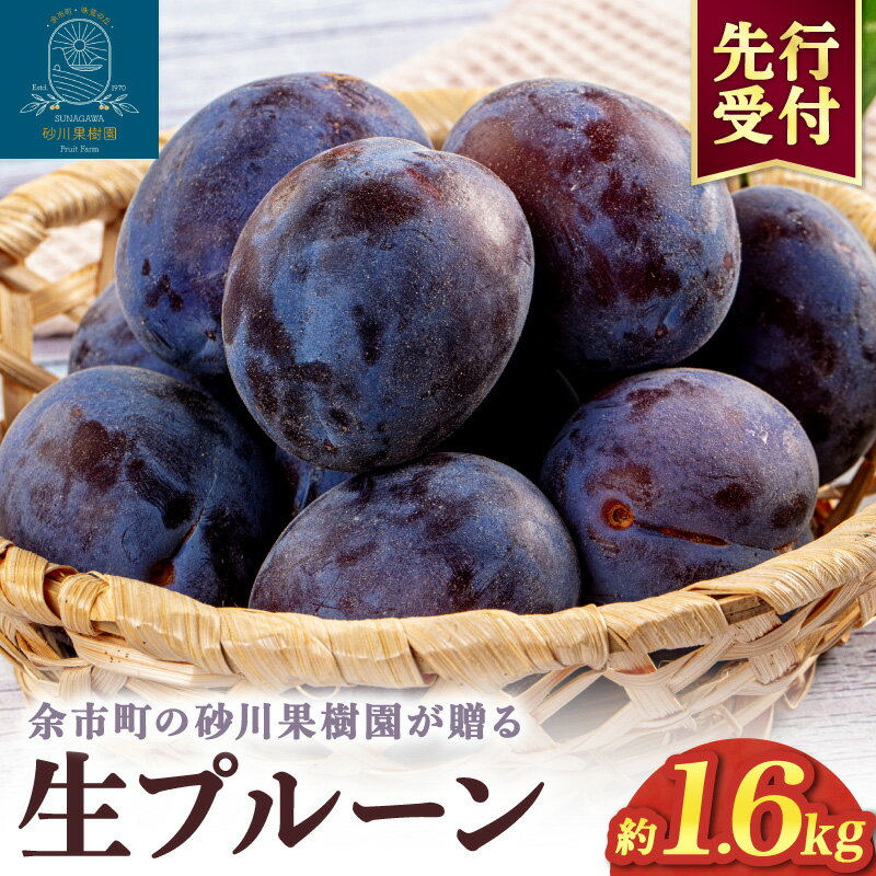 【ふるさと納税】【 先行予約：2026年8月中旬より発送 】余市の砂川果樹園が贈る【 余市の 生プルーン 】 1.6kg 期間限定 フルーツ 国産 健康 消化促進 プルーン 甘酸っぱい 老化防止 鉄分 スムージー 小分け ギフト 贈り物 ジャム お取り寄せ 北海道 余市町 送料無料