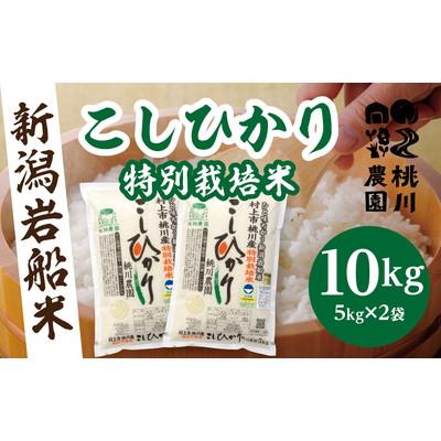 ふるさと納税 村上市 新米【令和7年産米】新潟県村上市桃川産 特別栽培 コシヒカリ 精米 10kg AB4038