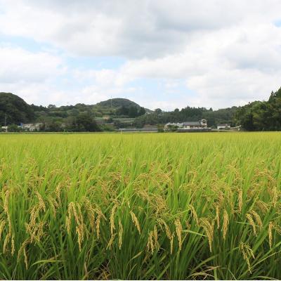 ふるさと納税 臼杵市 【令和7年度産】こだわり農法の「れんげ米」玄米(2kg) |  | 02
