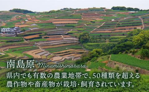 南島原産 厳選きのこセット 4品目 詰め合わせ 特選キノコ / きのこ セット / 南島原市 / 吉岡青果 [SCZ013]