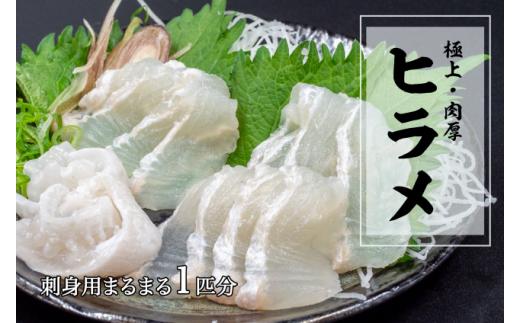 極上 ヒラメ 2枚 【 800g ～ 1.2kg 】 1匹 分 高級魚 鮃 刺身 刺し身 真空パック 高知県 須崎市 ひらめ KS0081