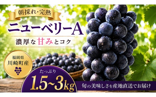 【2026年8月下旬から発送】【先行予約】ニューベリーA 1.5kg 冷蔵 ぶどう 巨峰 フルーツ 福岡県川崎町 竜円農園 先行予約 ぶどう 数量限定 ぶどう