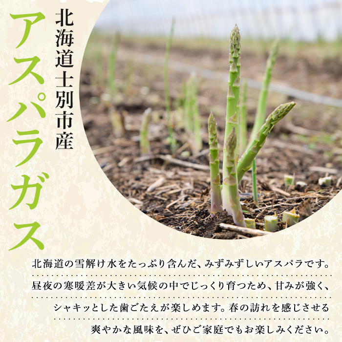 【A7081】＜特別栽培・期間限定＞北海道士別市産 朝採りグリーンアスパラ (M～2Lサイズ混合・500g) 【2026年5月以降順次発送】野菜 アスパラ アスパラガス グリーンアスパラ 北海道 北海