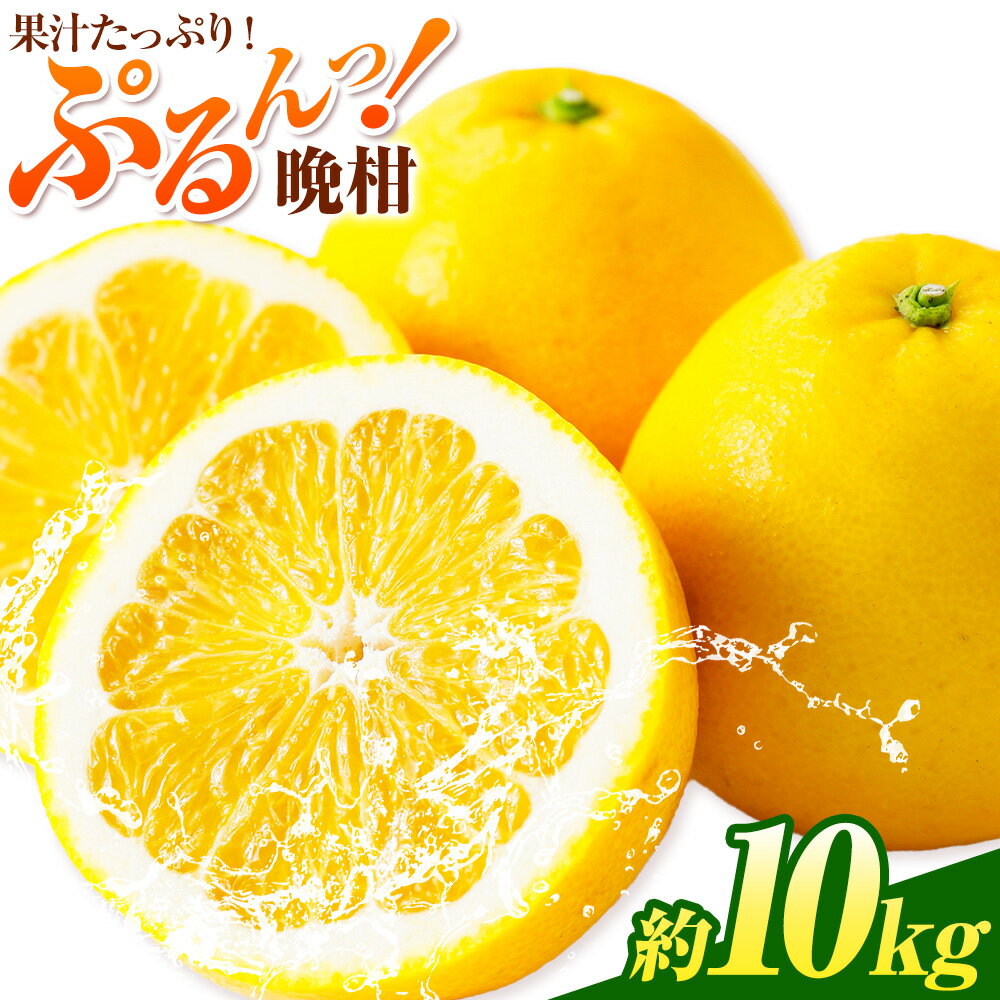 【ふるさと納税】先行予約 みかん 晩柑 10kg 高橋商店《2026年3月下旬-7月上旬頃出荷》熊本県 苓北町 柑橘 かんきつ 果物 フルーツ 送料無料