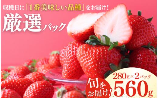 【2027年発送】いちご 恋みのり かおり野 福岡S6号 堅しろう 2パック こだわり いちご イチゴ strawberry 苺 新鮮 朝摘み 朝採り 産直 産地直送 安心安全 ichigo itigo いちご 苺 果物 フルーツ くだもの ギフト プレゼント 贈物 贈答 ケーキ ふるさと納税 ふるさと納税苺 いちご 静岡県 南伊豆町 みなみのいちご園　　 <AA-8>