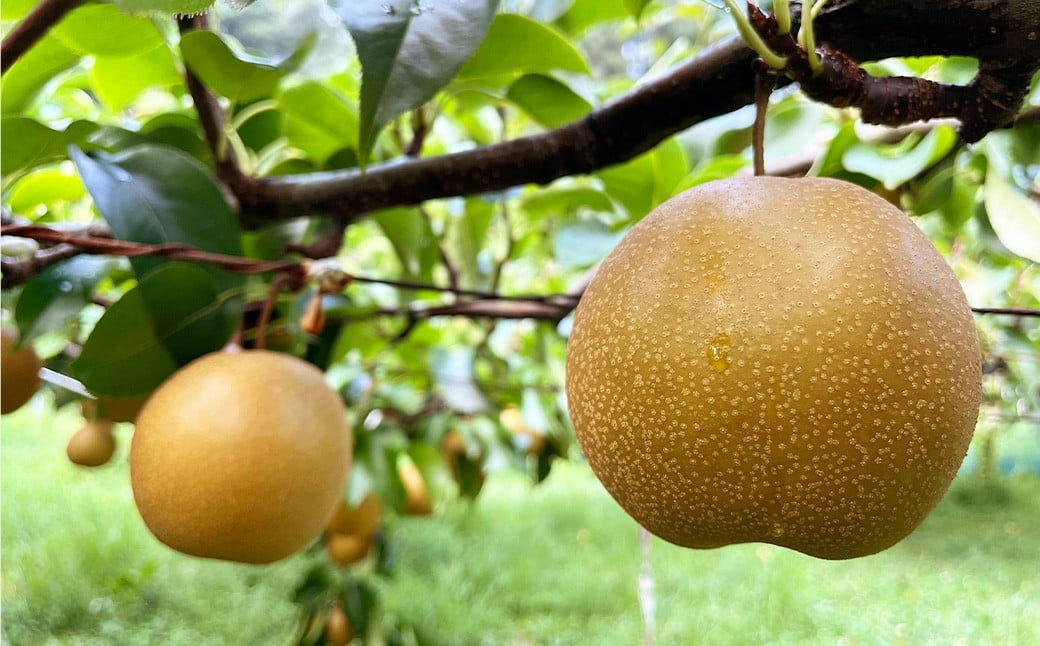 【秀品】 九重町産 梨 詰め合わせ 約3kg （約6～8個）