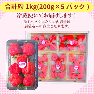 いちご 朝摘み 冷蔵 計1kg 200g (5パック) 苺 さちのか 【先行予約】 【2025年1月より順次発送】 イチゴ 四国 徳島 小松島 産地直送 期間限定 フレッシュ イチゴ フルーツ 果物 