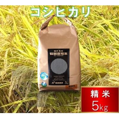 ふるさと納税 越前市 令和7年度 特別栽培米 コシヒカリ　5kg