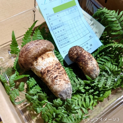 【和歌山産】～香りそのまま真空パック～高級・希少 高野松茸　200g(訳有品詰合せ)【配送不可地域：離島・北海道・沖縄県】