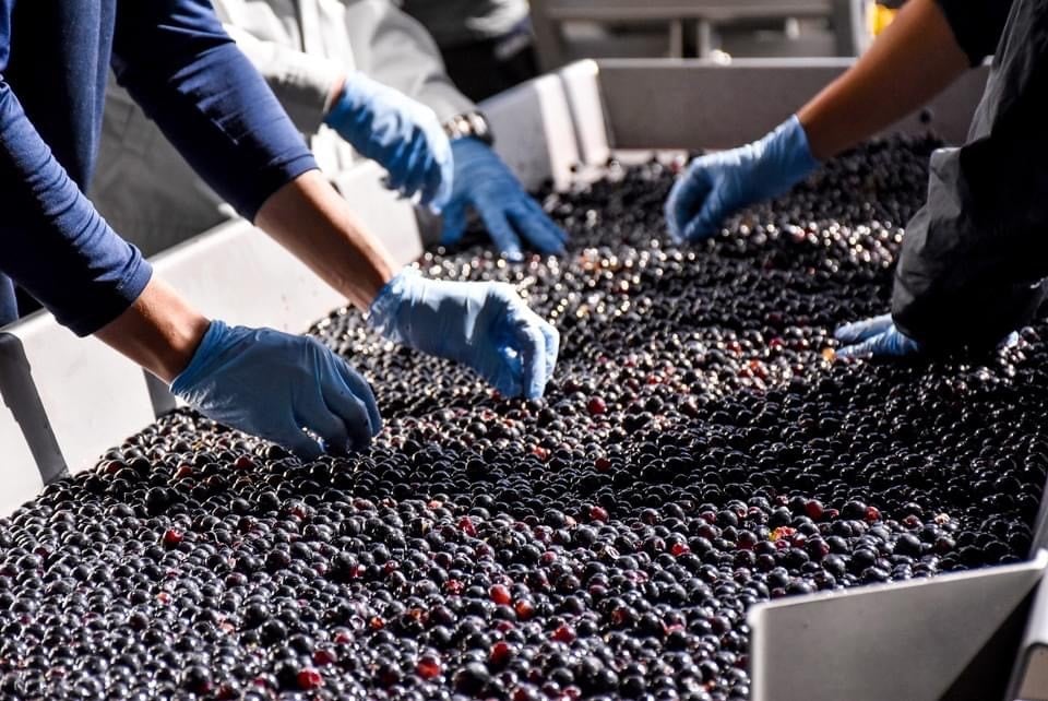 人の手で選別します