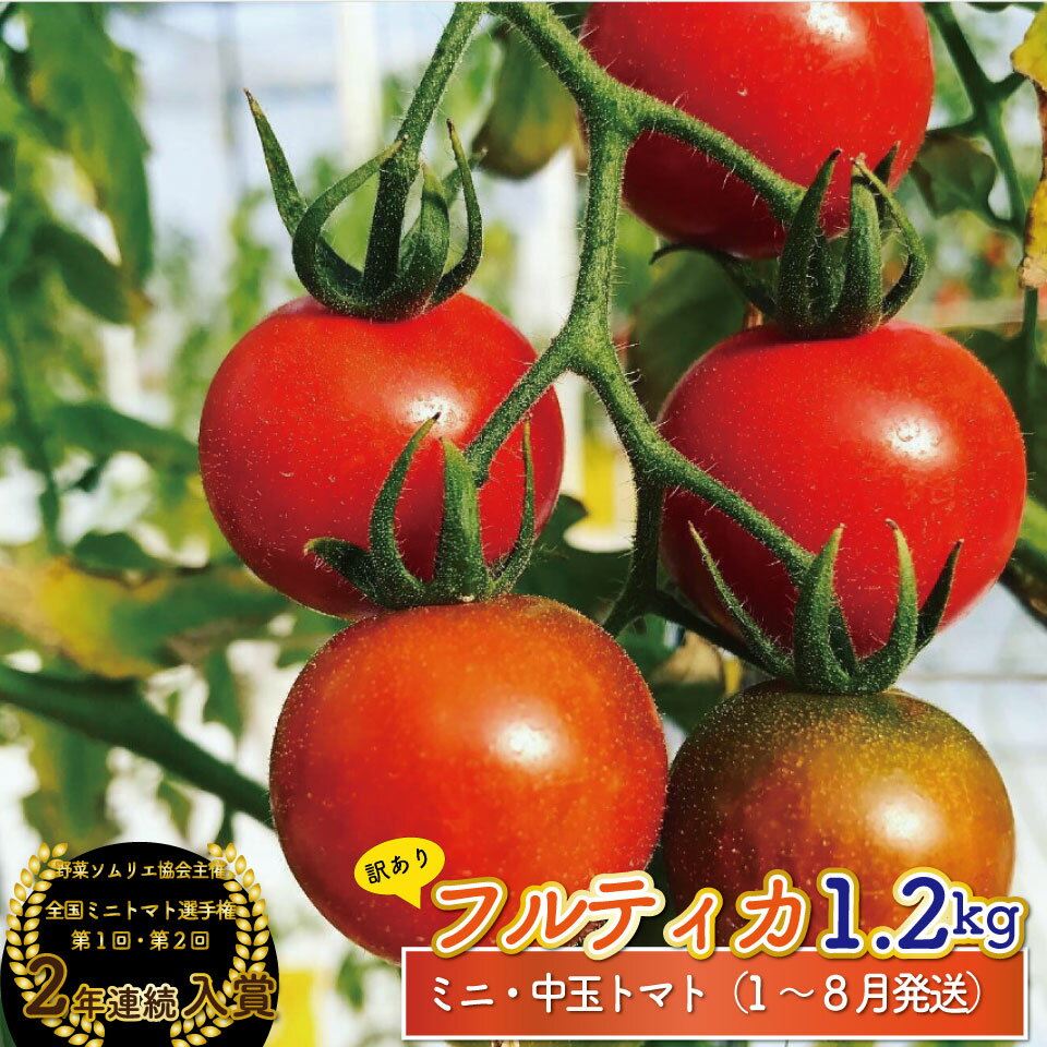 【ふるさと納税】フルティカ トマト＜約1.2kg＞ ミニトマト フルーツトマト 発送月が選べる 送料無料 訳あり ワケあり 規格外品 アイメック ましまファーム 【常温】 高知県 佐川町 第二回 全国ミニトマト選手権 野菜ソムリエ 銅賞 2年連続入賞農園【毎年12月～8月頃発送】