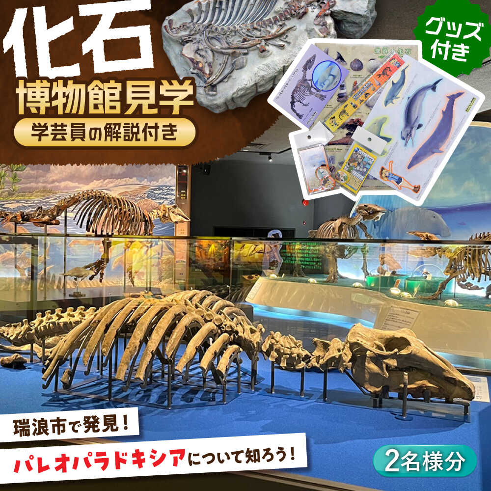 【ふるさと納税】瑞浪市化石博物館 パレオパラドキシアコーナー 学芸員の解説付き見学ツアー(2名様) ＆ グッズセット 瑞浪市[AZCJ002]