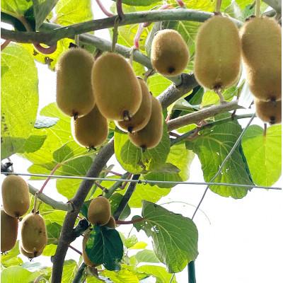 ふるさと納税 山梨市 【2026年12月より順次発送】　完熟キウイフルーツ　1パック6個入り×6パックセット |  | 02