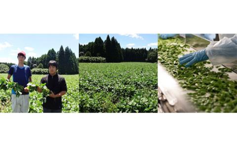 《大容量10kg》宮崎県産えだまめ コスパ最強と話題の業務用 [茶豆風 枝豆 冷凍野菜 ストック食材] TF0576-P00019